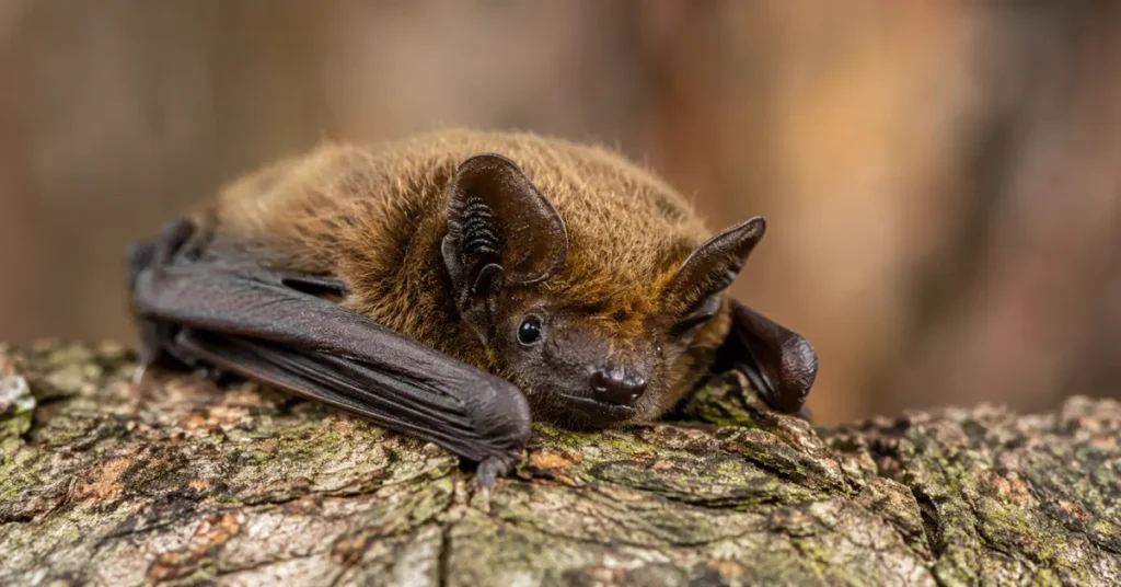 Bat Rabies Death